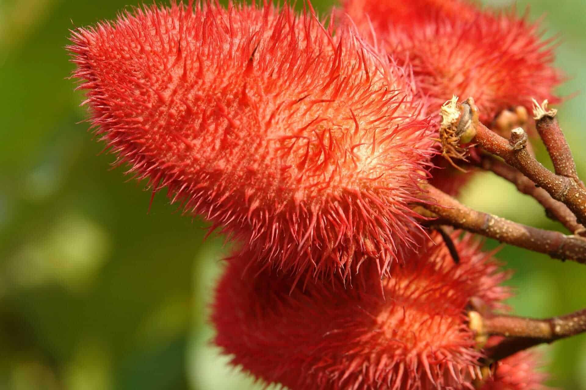 Achiote - souvenir from Mexico