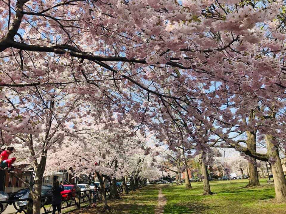 Annual Cherry Blossom Festival, New Haven, CT