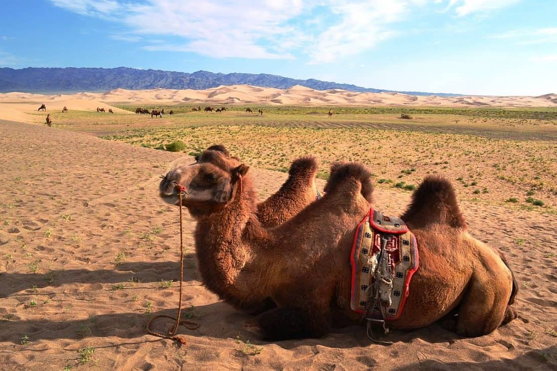 Bactrian Camel in Gobi Desert, Mongolia