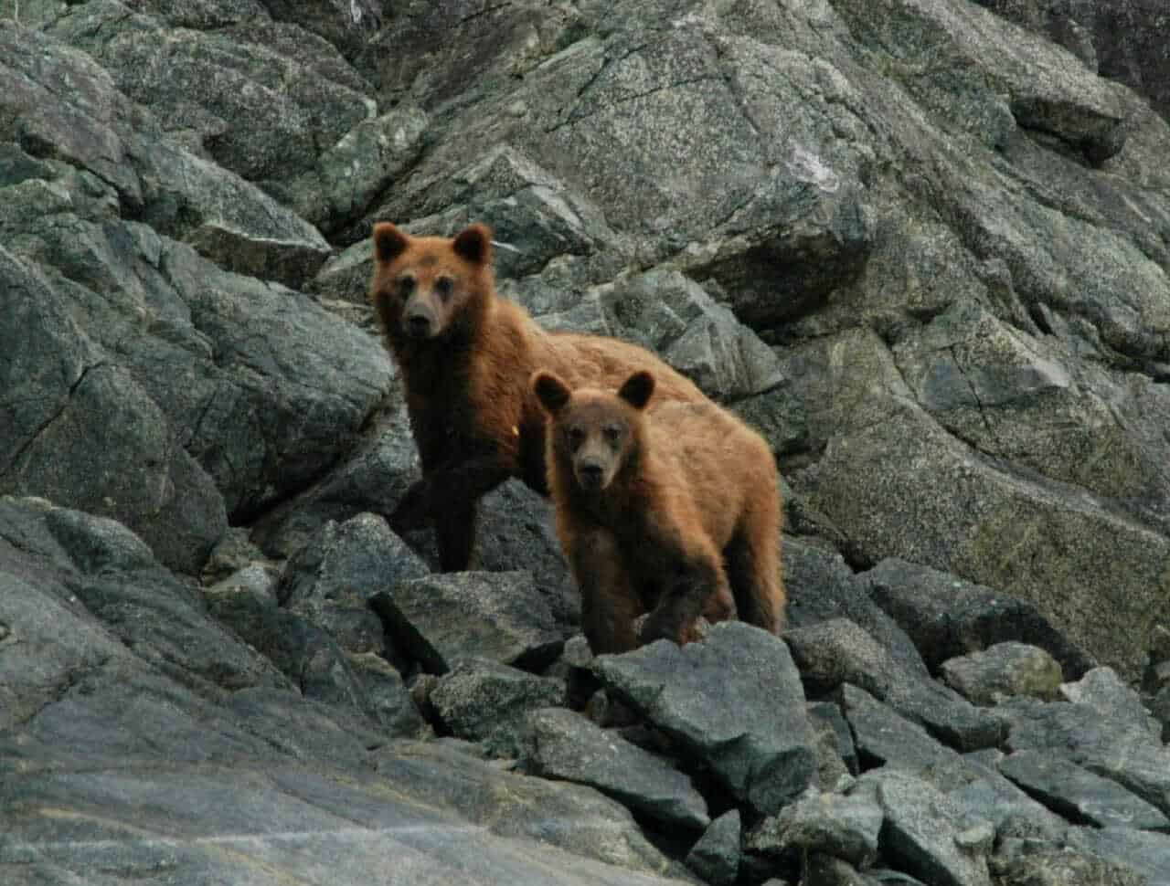 Bears at Glacier Bay National Park