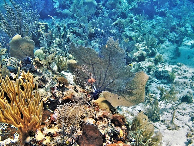 Belize-reef-coral-Belize