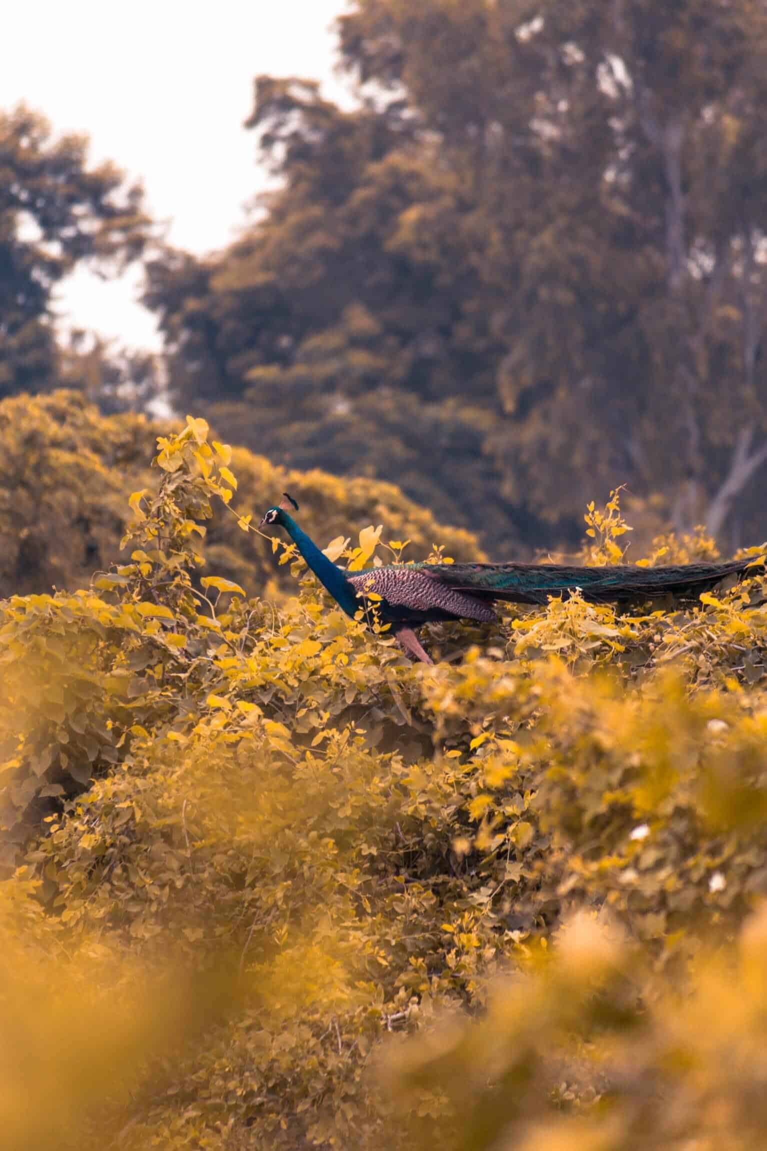 Bharatpur, Rajasthan viajes de un día desde Delhi