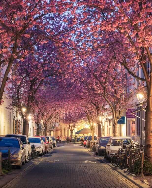 Cherry Blossom Avenue, Bonn, Germany