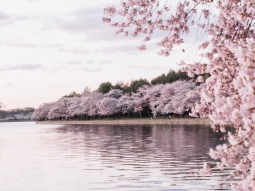 Cherry Blossom in the US