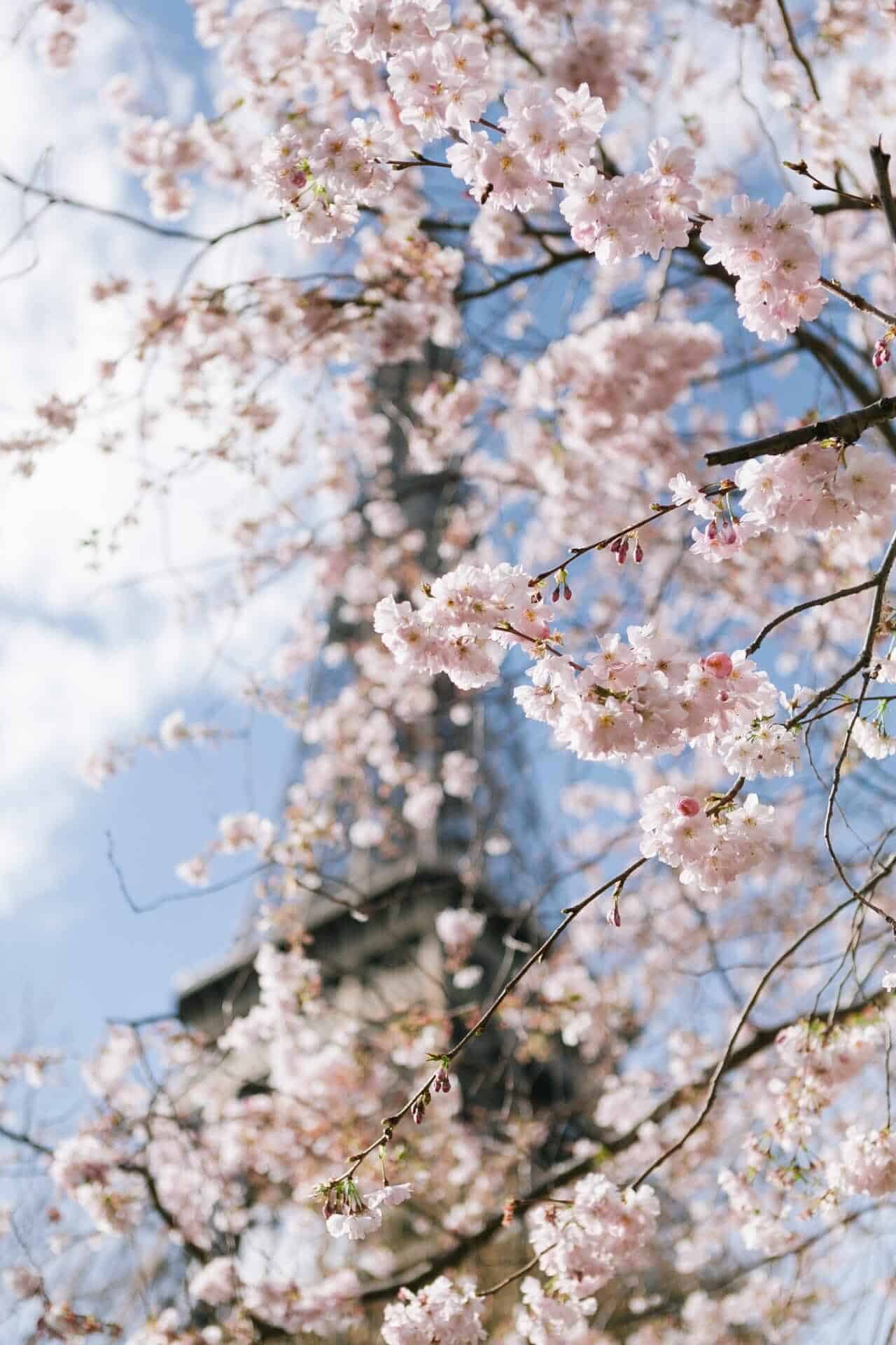 Cherry blossom - Eiffel Tower, Paris