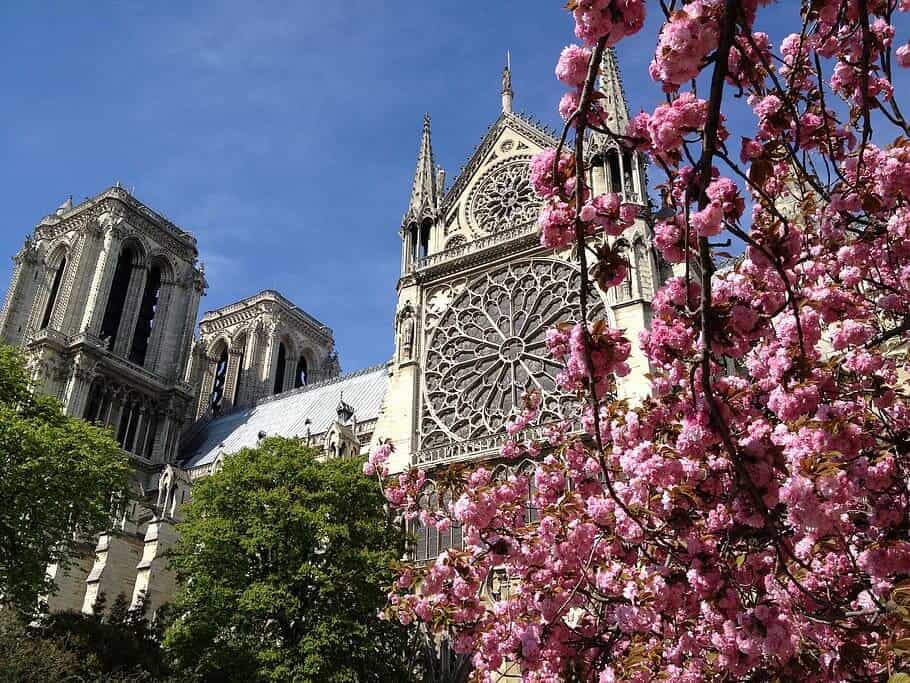 Cherry blossom - Notre Dame, Paris