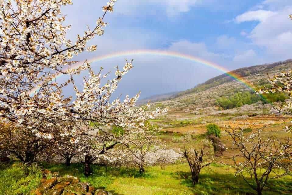 Cherry blossom, Valle del Jerte, Spain