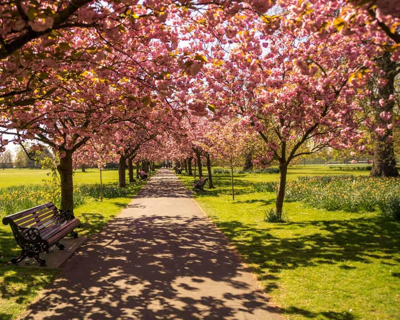 Cherry blossom at Greenwich Park, London