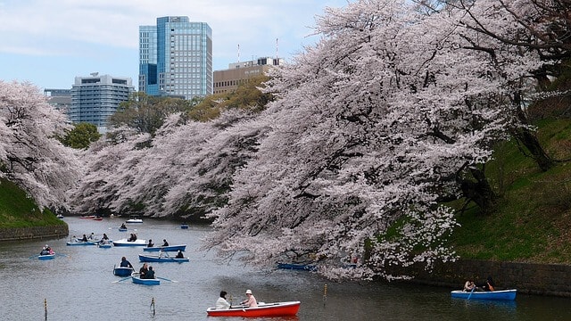 Cherry blossom at Ueno Park