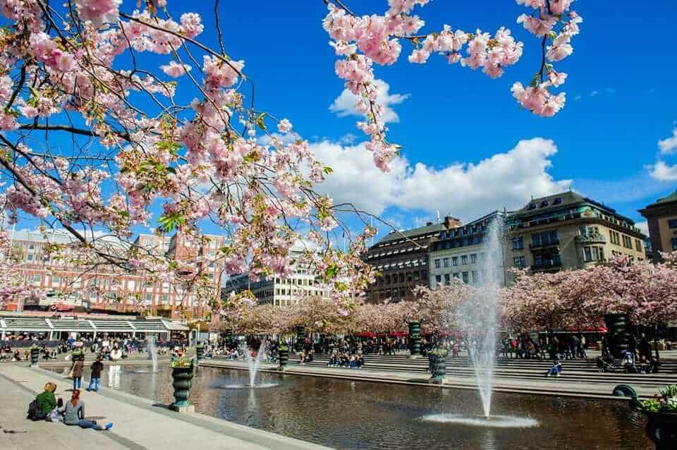 Cherry blossoms in Kungsträdgården, Stockholm