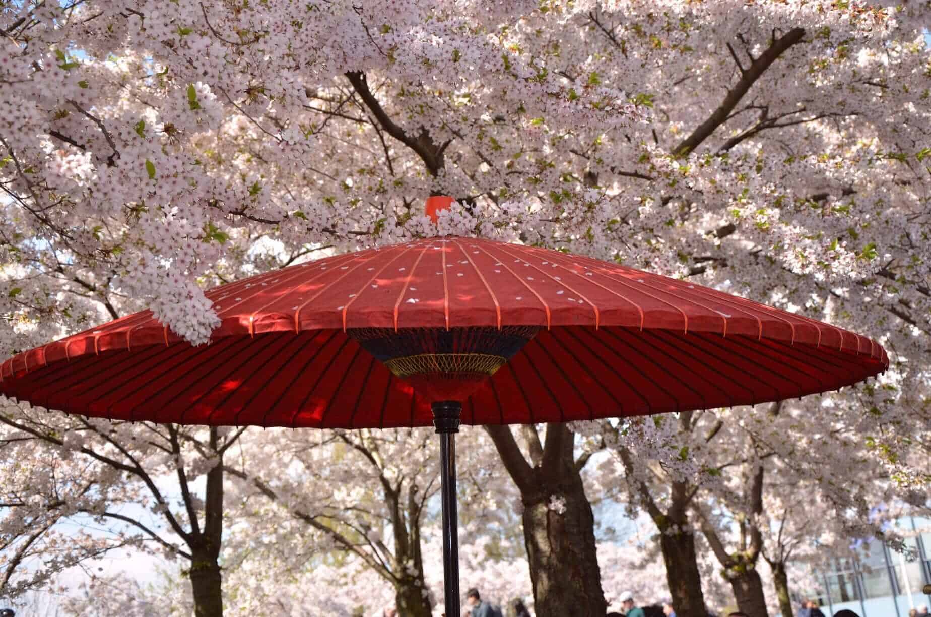 Copenhagen Sakura Festival
