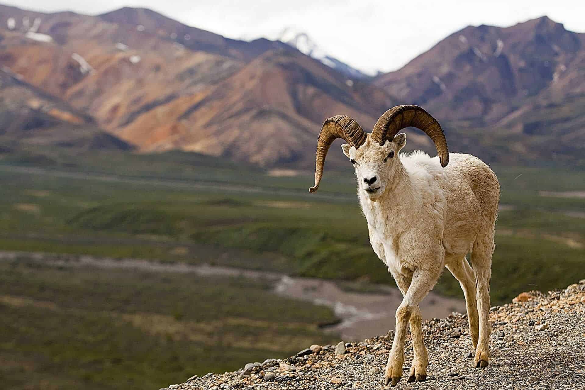 Dall Sheep at Denali National Park