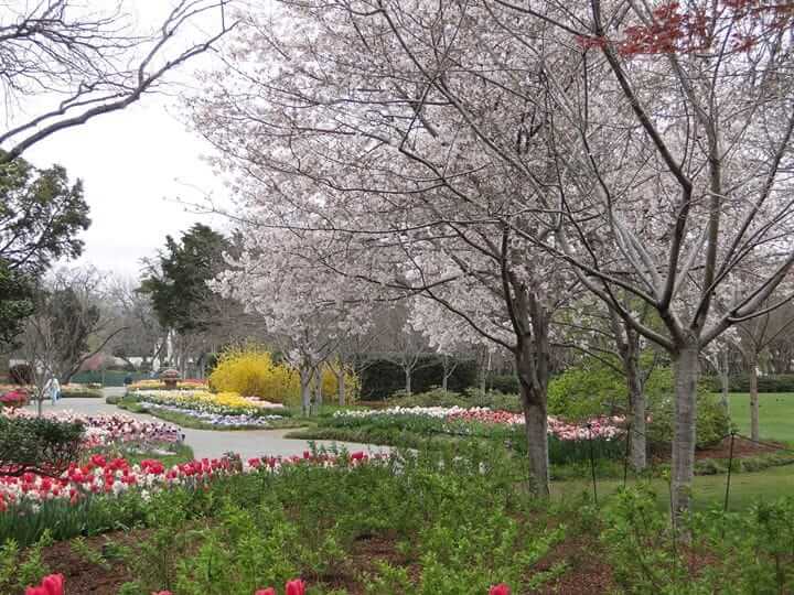 Dallas Blooms Cherry Festival