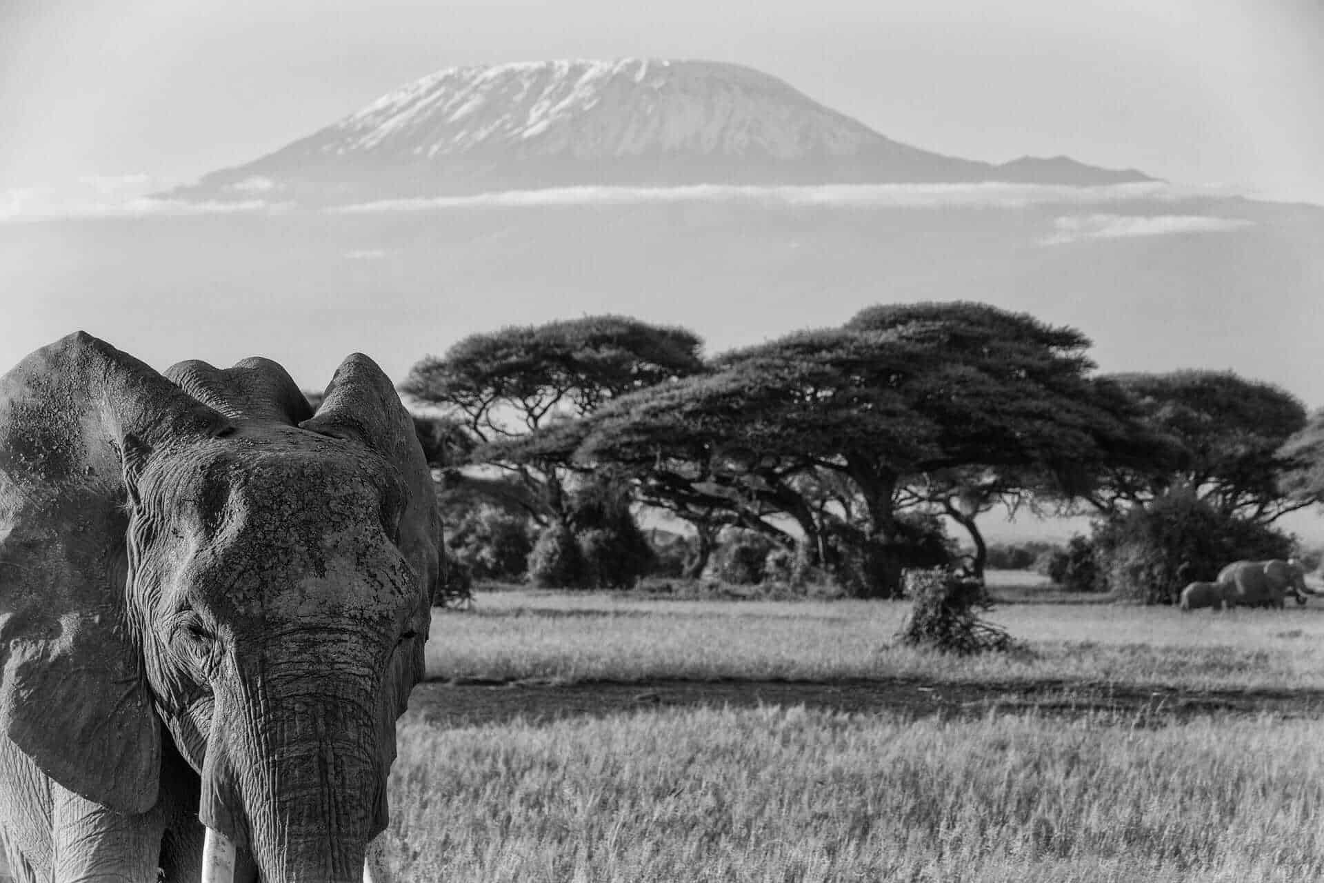 Elephant in front of Mount Kilimanjaro