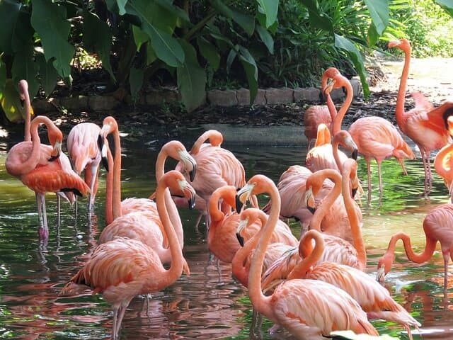 Flamingo Lake at Jurong Bird Park, Singapore