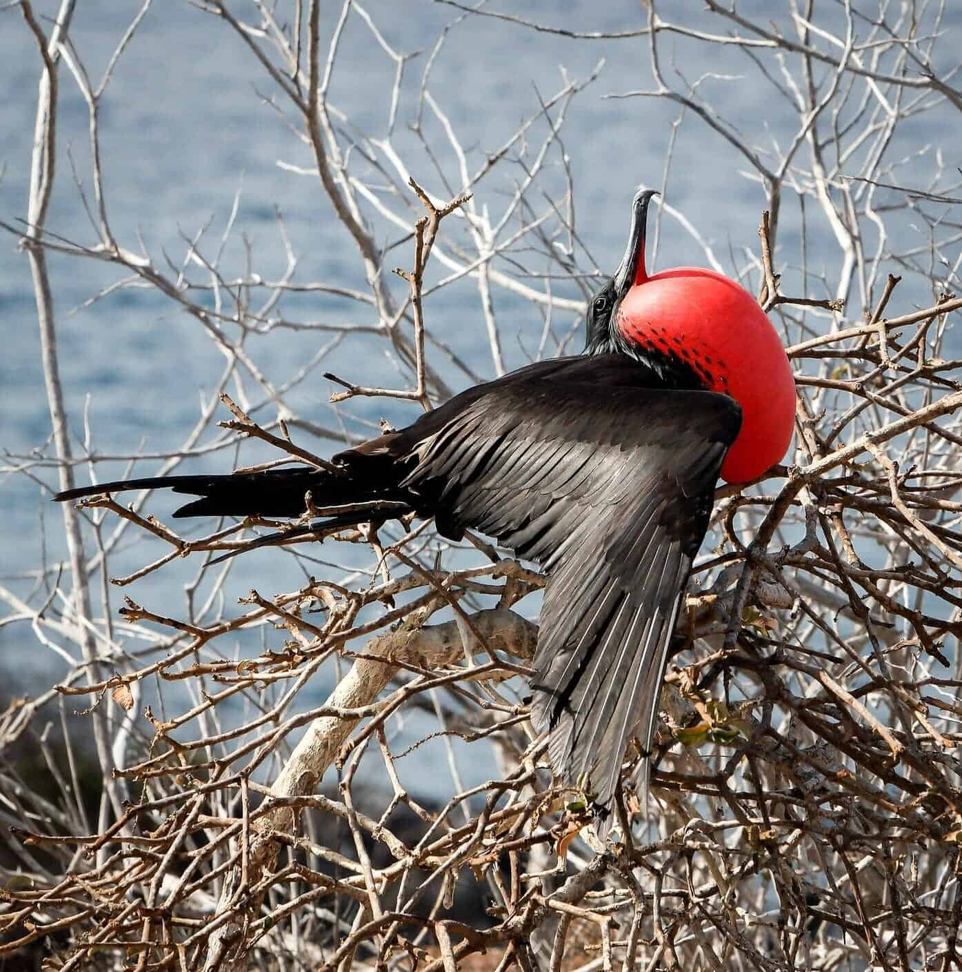 Frigate Bird, Galapagos Islands