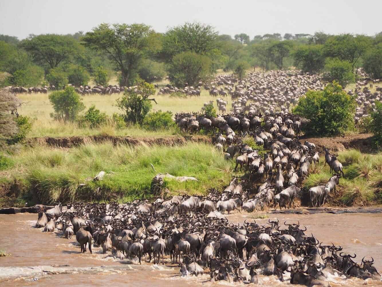 Great Migration Masai Mara Serengeti National Park, destinos para disfrutar de la vida salvaje