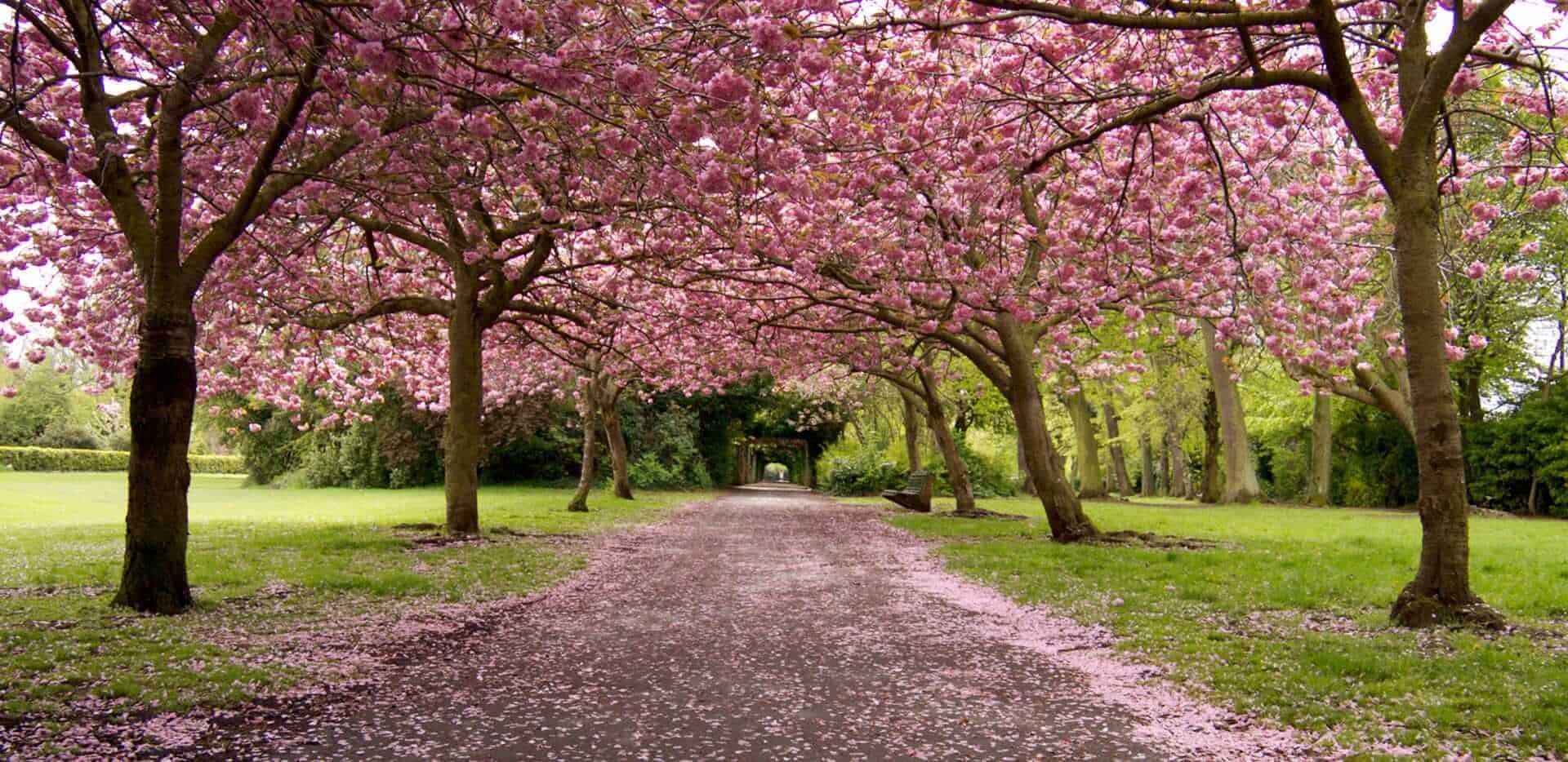 Herbert Park cherry blossom, Dublin, Republic of Ireland