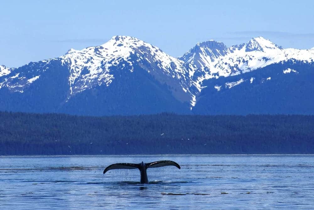 Humpback Whale Tail at Glacier Bay National Park