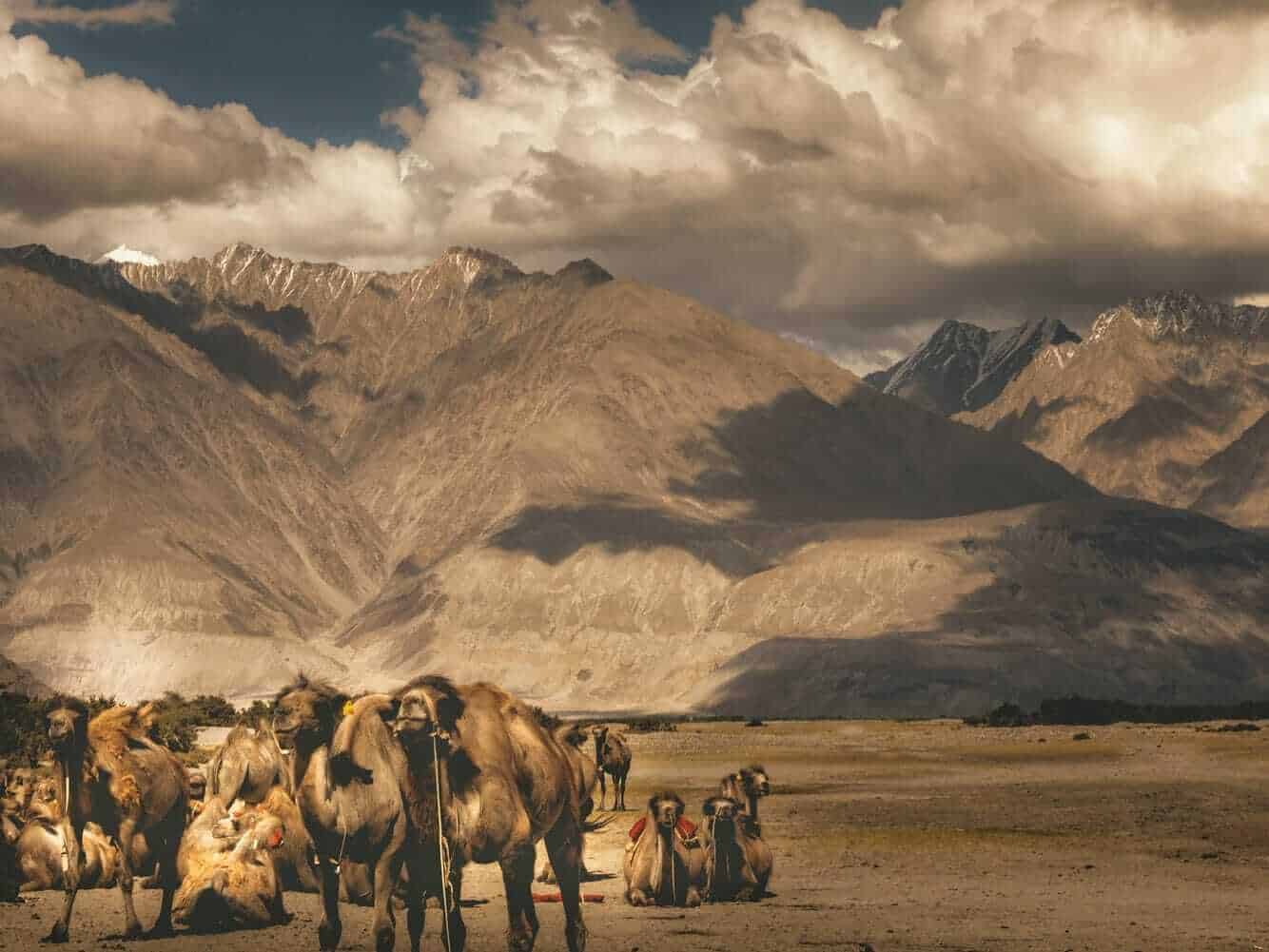 Hunder, Nubra Valley