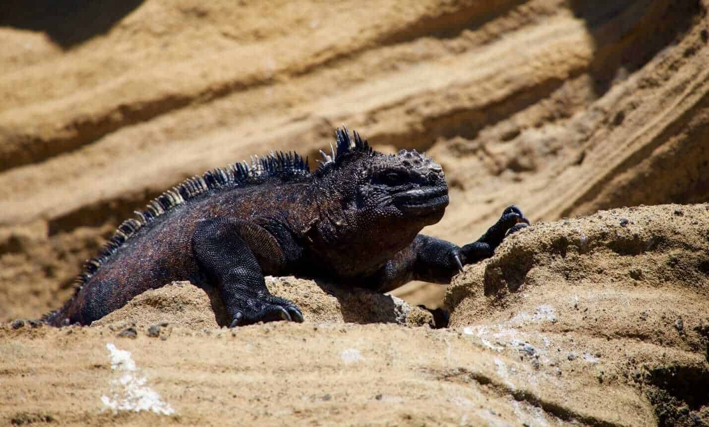 Iguana at Galapagos Islands