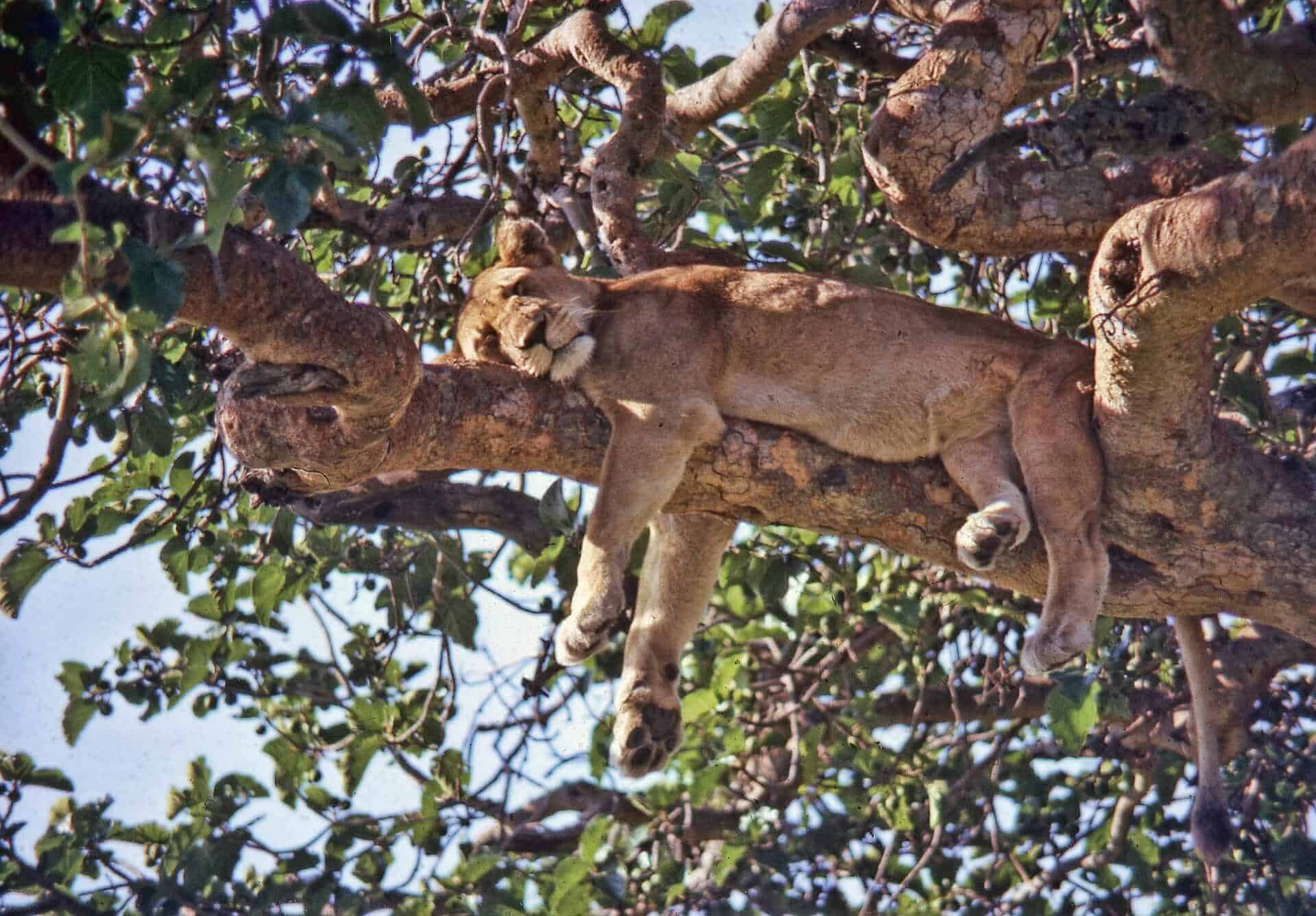 Ishasha lion, Uganda, destinos para disfrutar de la vida salvaje