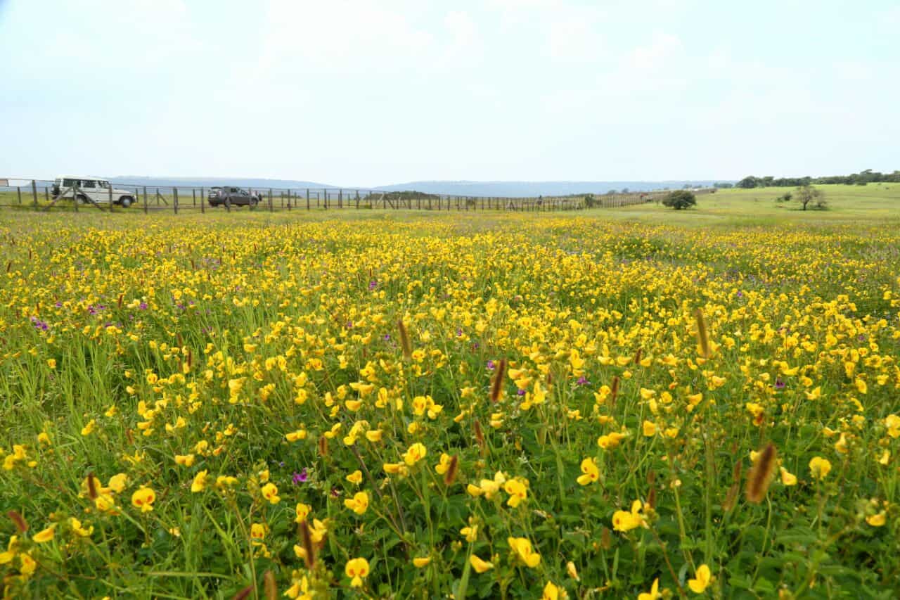 Kaas-plateau-Panchgani-Maharashtra-India