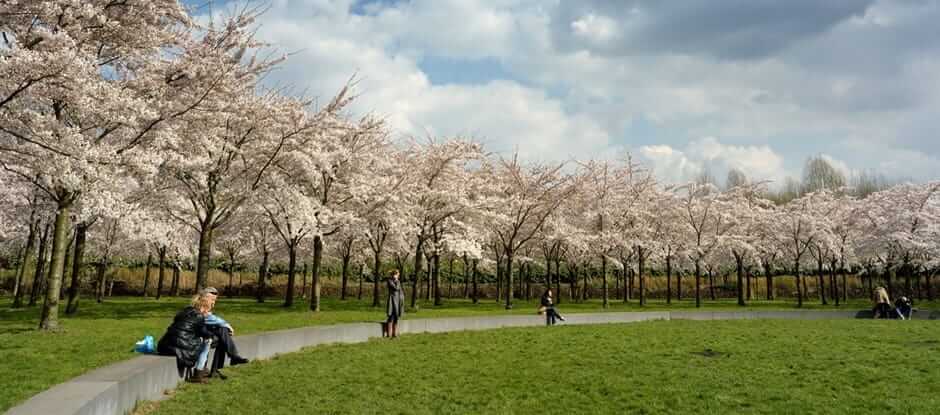 Kersenbloesempark Cherry Blossom, Amsterdam