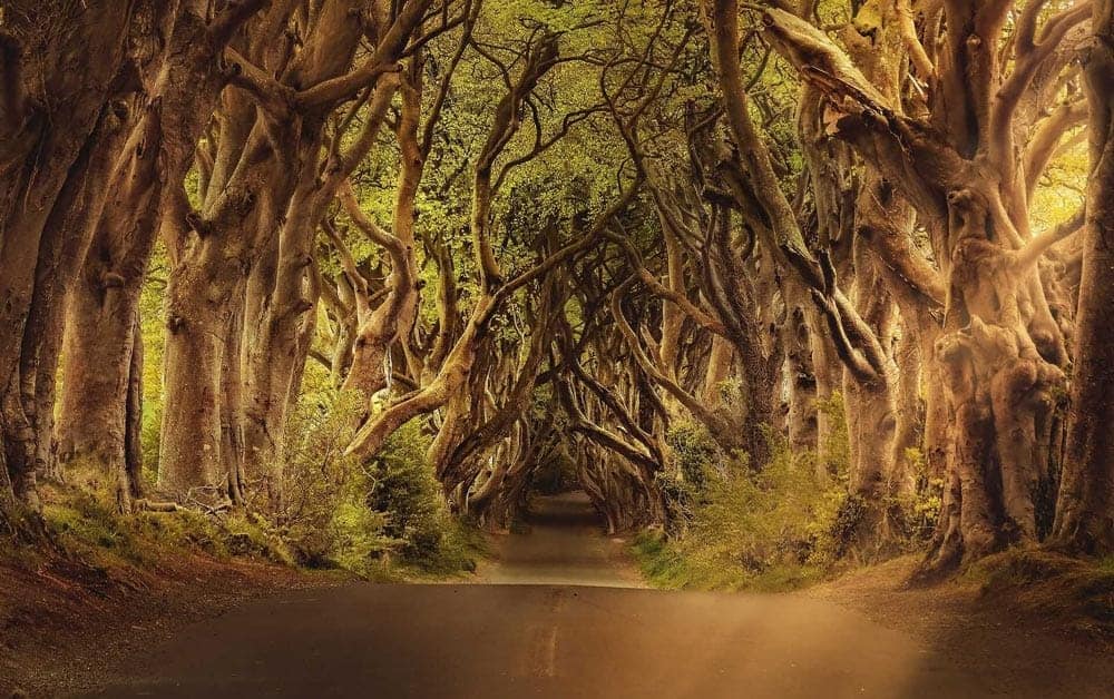 Game of Thrones Locations - King's Road, Dark Hedges, Ballymoney, Ireland