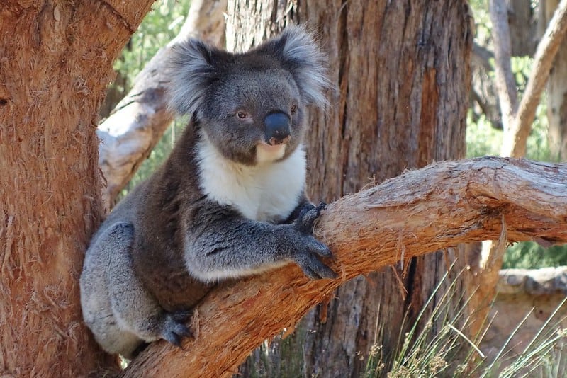 Koala at Cleland Wildlife Park, Adelaide, Australia