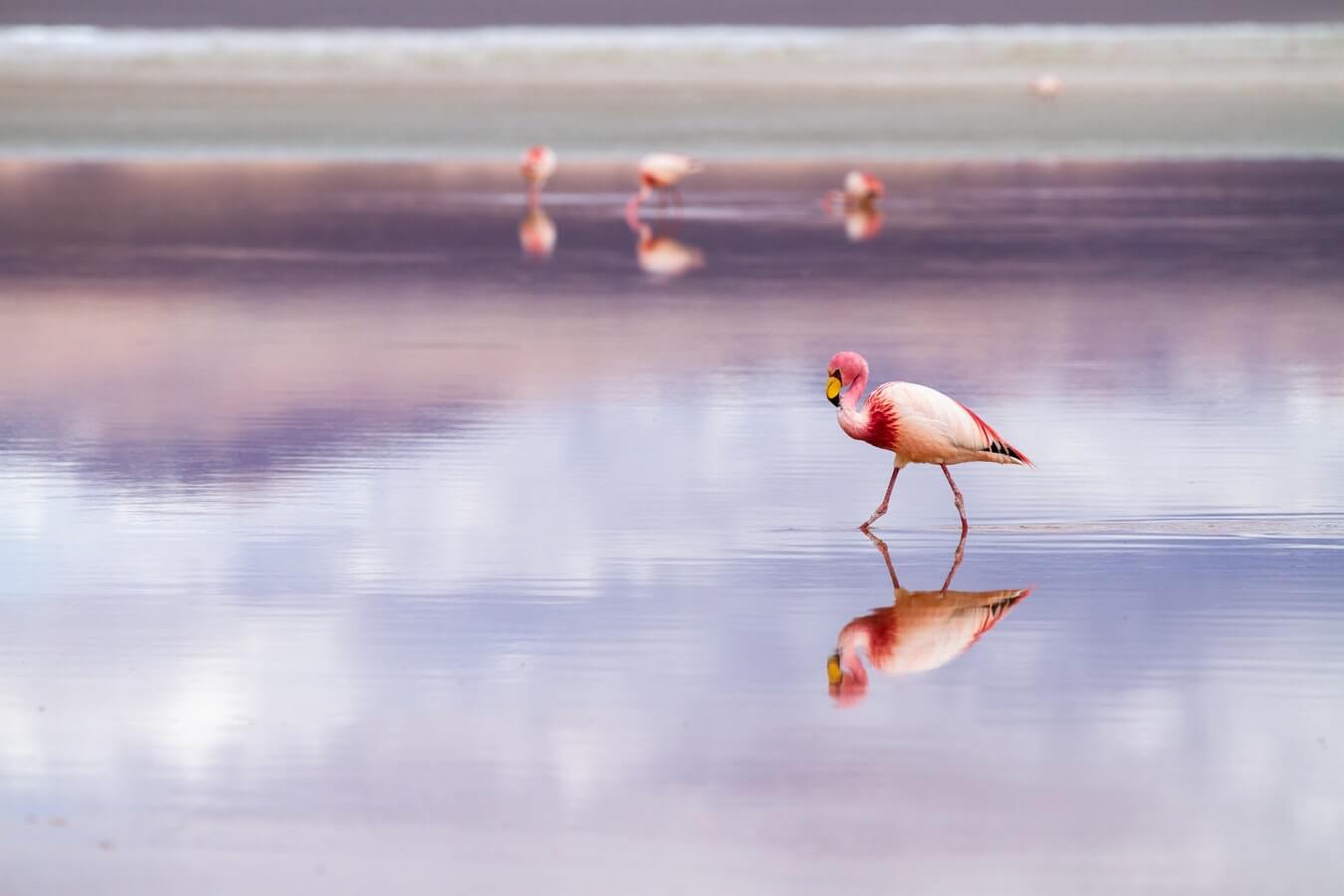 Laguna Colorada, Salar de Uyuni, Bolivia