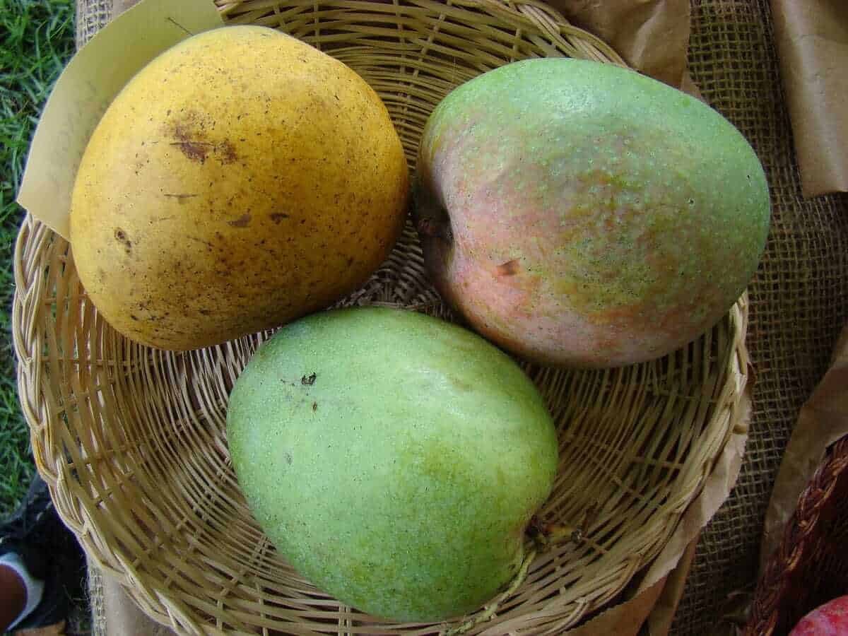 Langra Mango