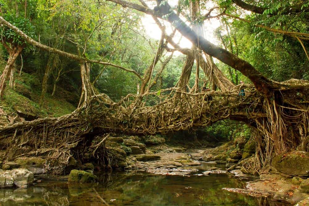 Living Root Bridge, Meghalaya