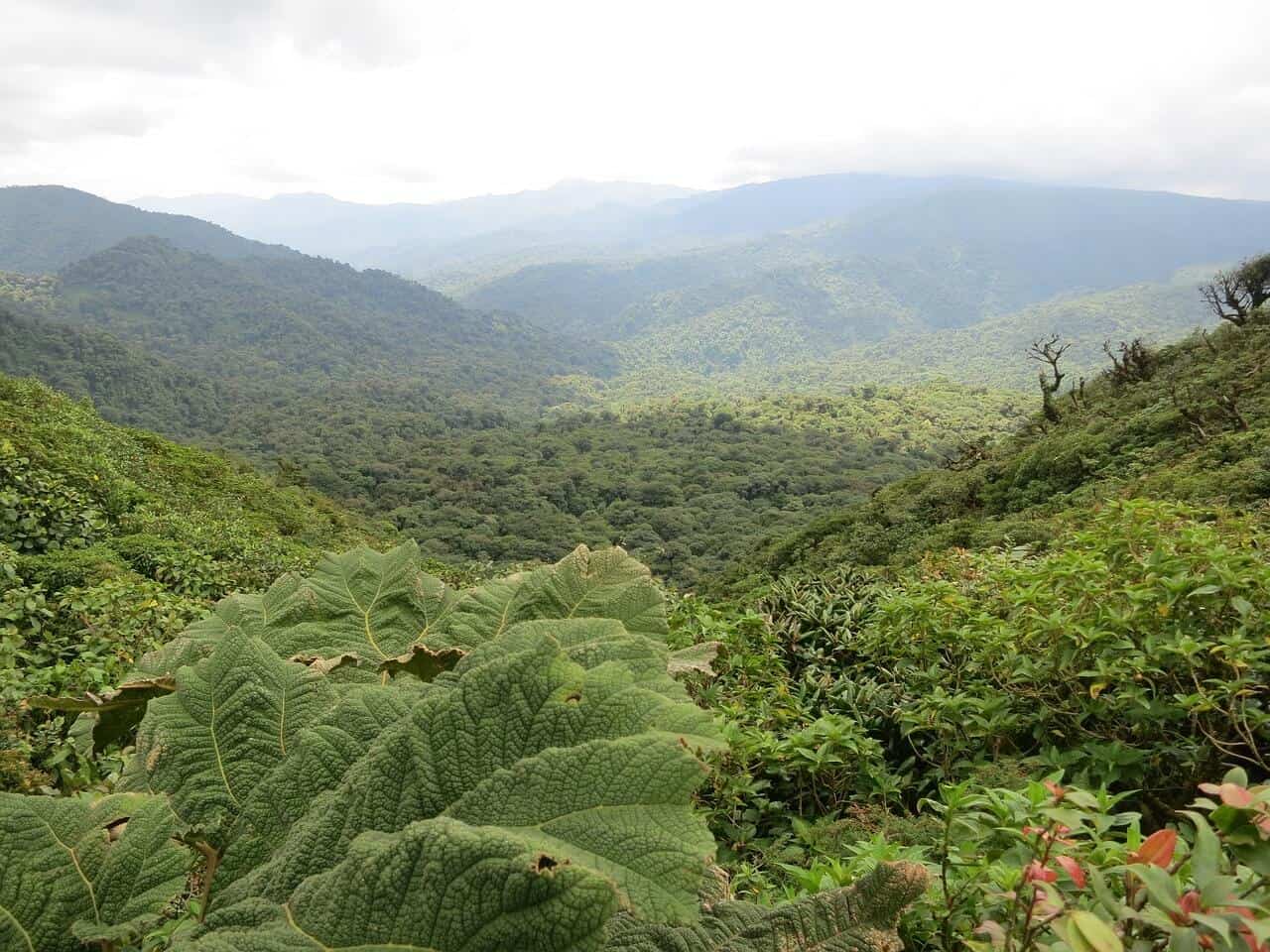 Monteverde-jungle-Costa-rica 