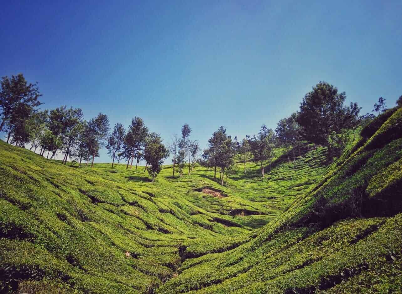 Munnar, India