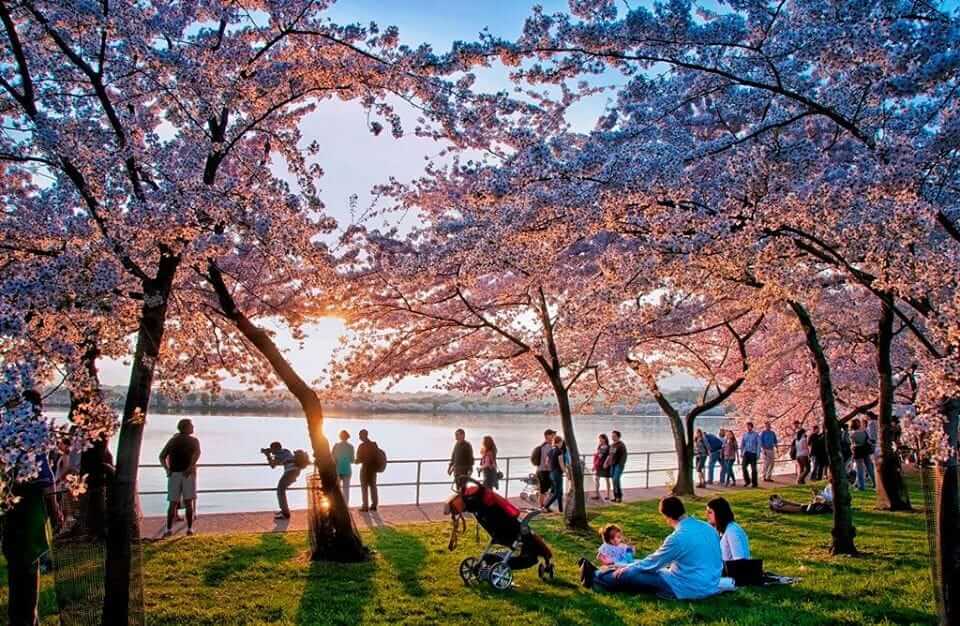 Top 10 places to enjoy cherry blossoms in the US Talk Travel