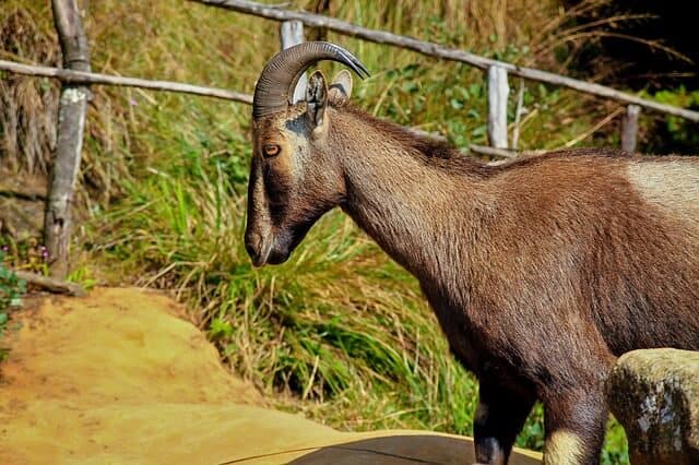 Nigiri Tahr commonly found in Eravikulam National Park