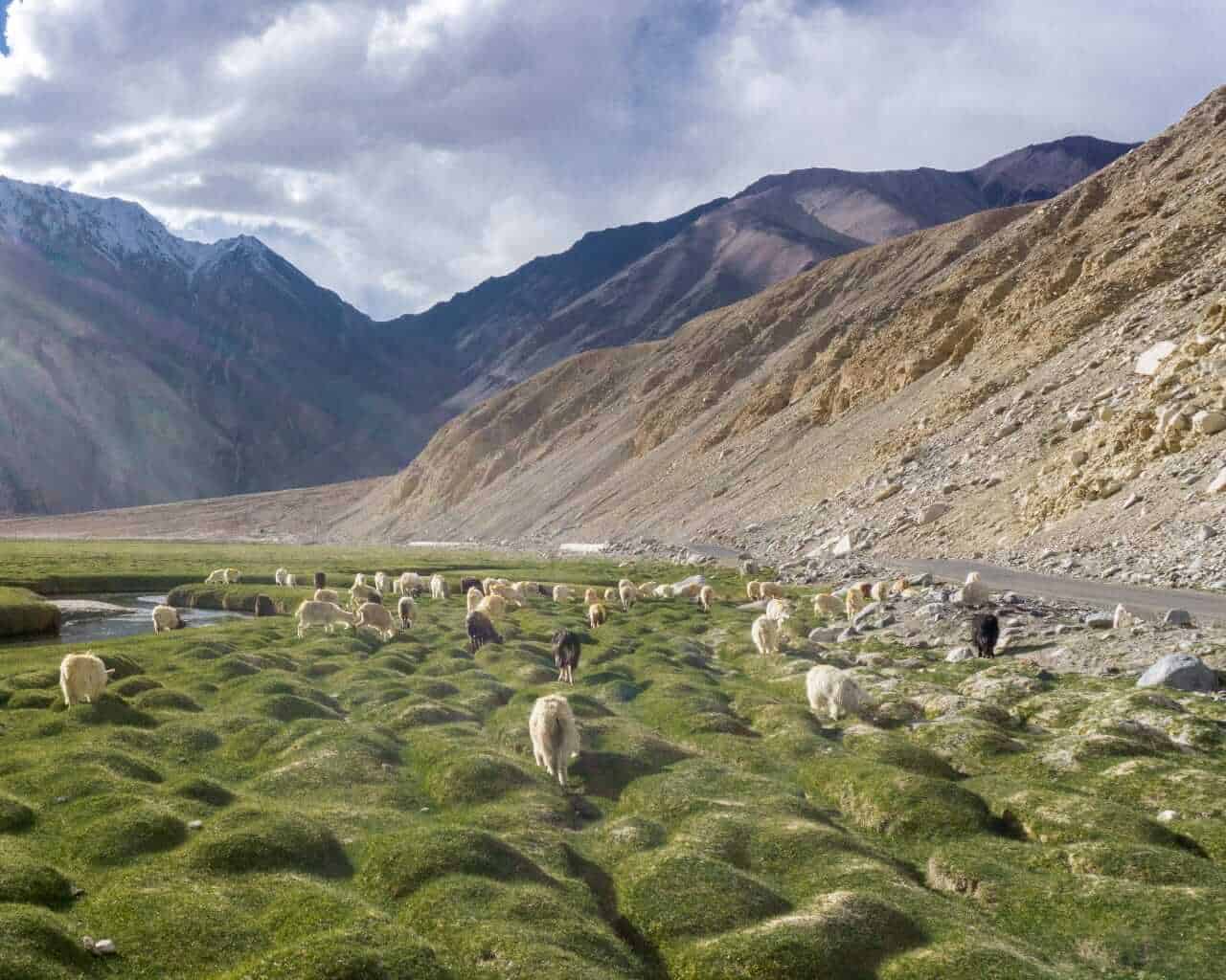 Nubra Valley, Ladakh