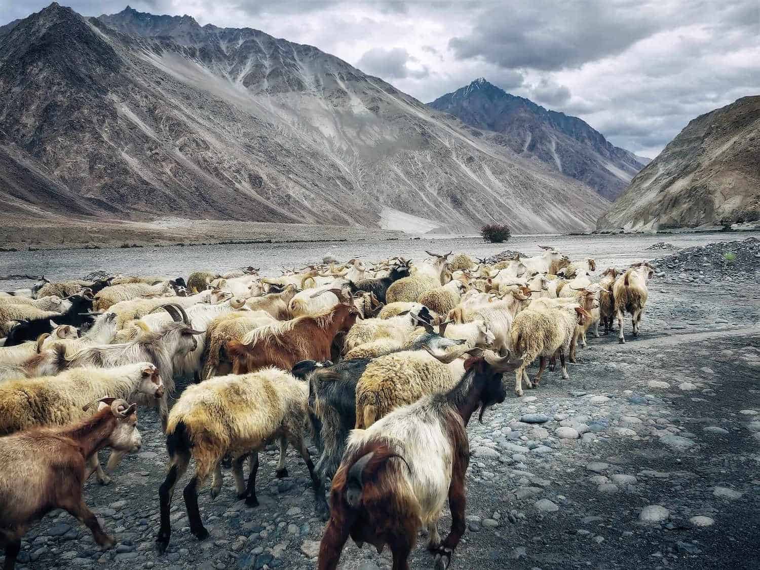 Nubra Valley, Ladakh