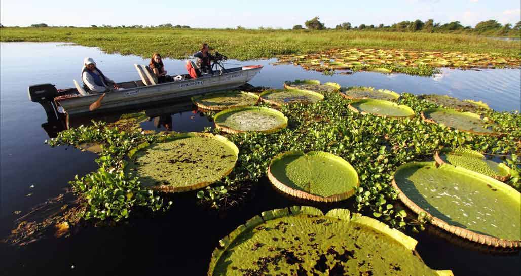 Pantantal, Brazil