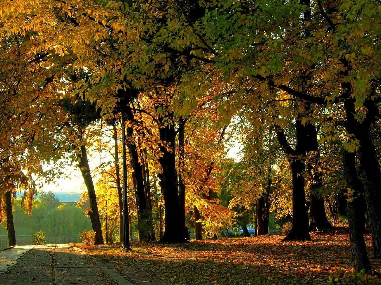 Parcul Herastrau Park Bucharest, Bucharest