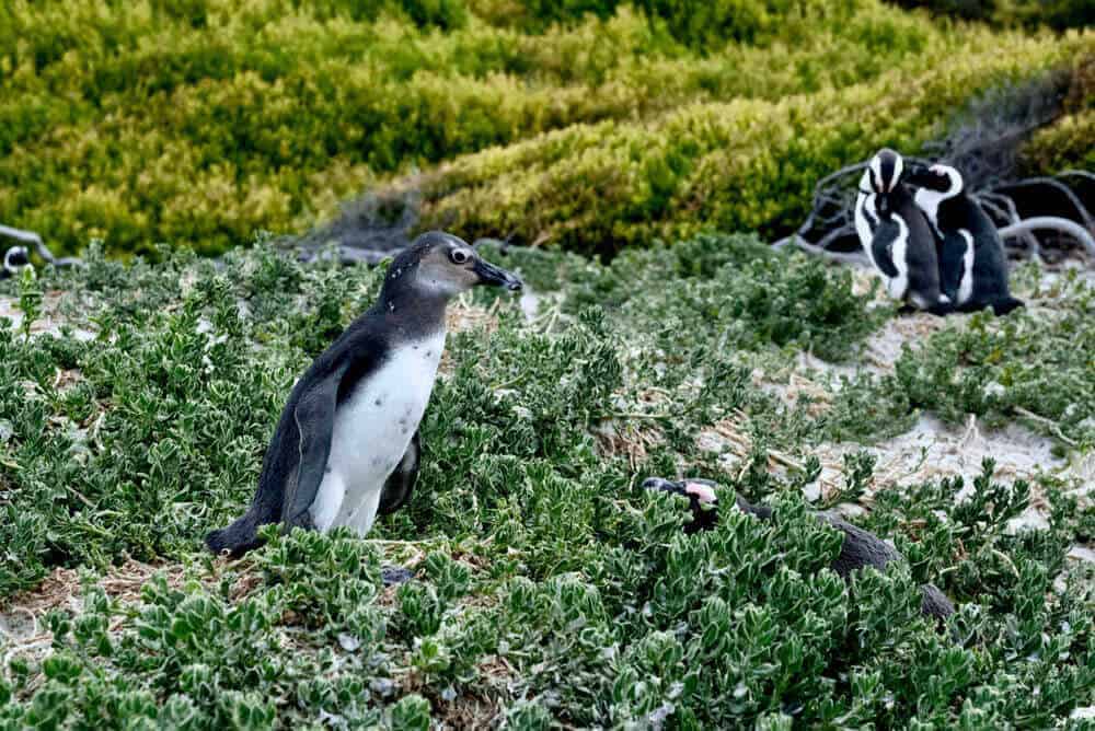 Penguins - Cape Town