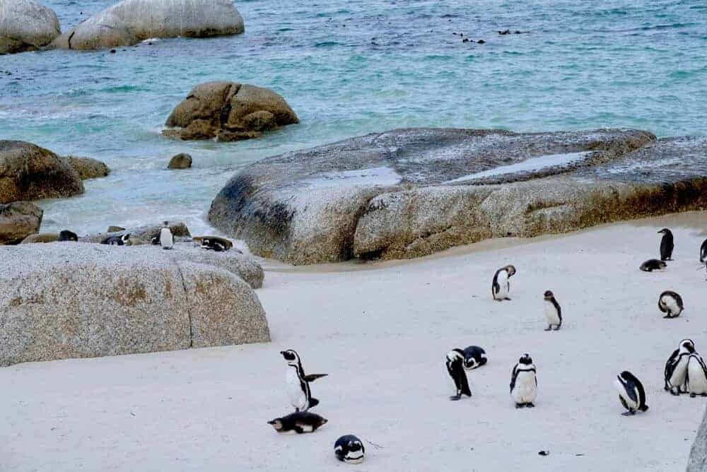 Penguins at Boulders Beach - Cape Town best places to travel in January