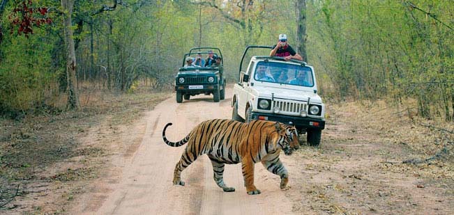 Ranthambore National Park is a great place to encounter the Royal Bengal Tiger.