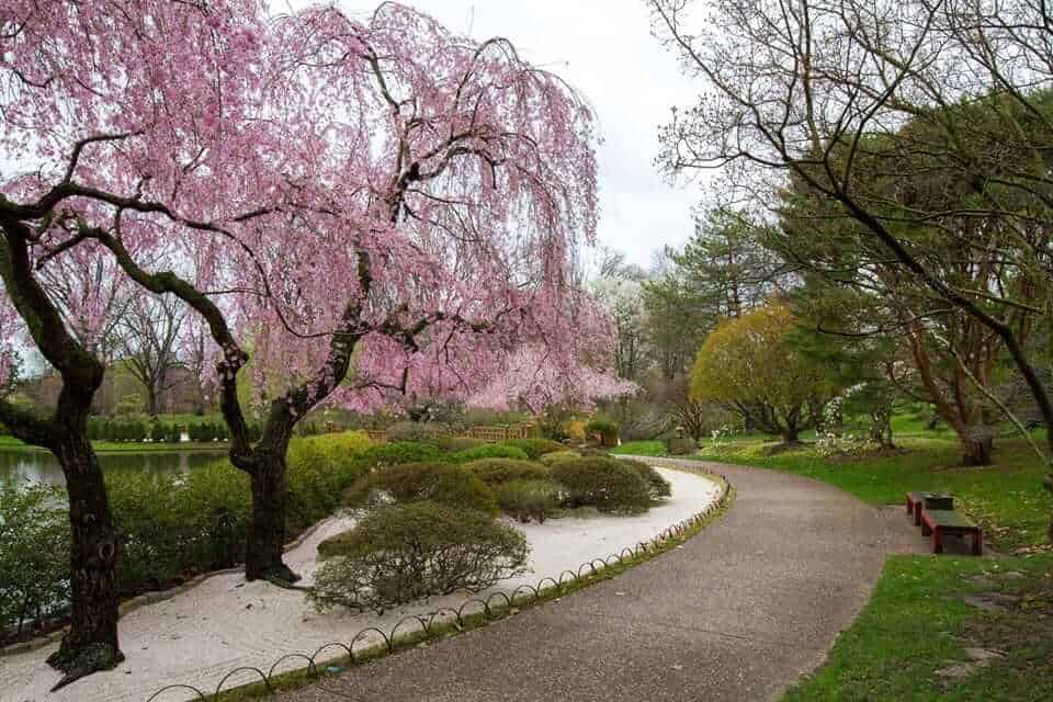 Sakura flowering in the Japanese Garden, St Louis