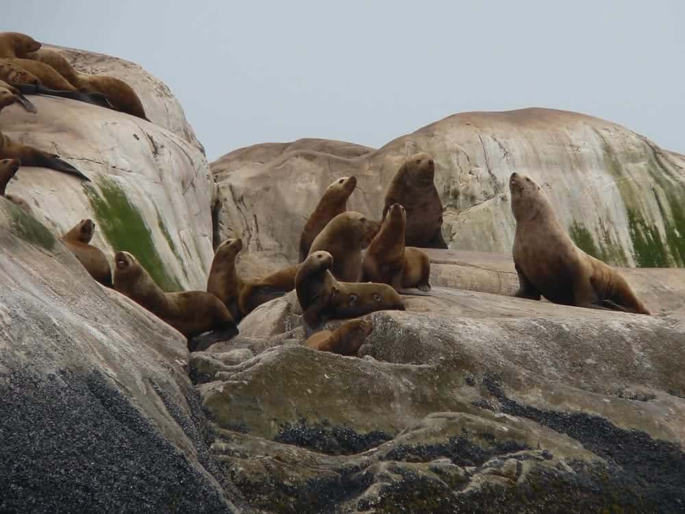 Sea lions at Glacier Bay National Park, destinos para disfrutar de la vida salvaje