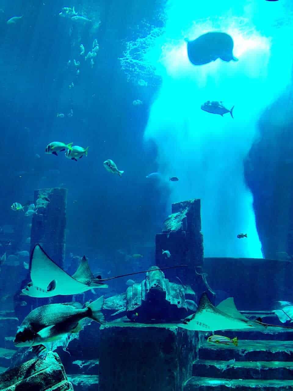 Explore the underwater of Dubai in this adventure filled with sea creatures