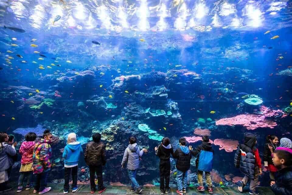 The Georgia Aquarium, Atlanta