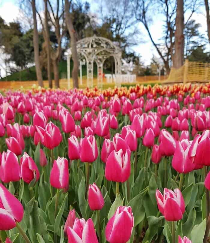 Tulip festival Istanbul