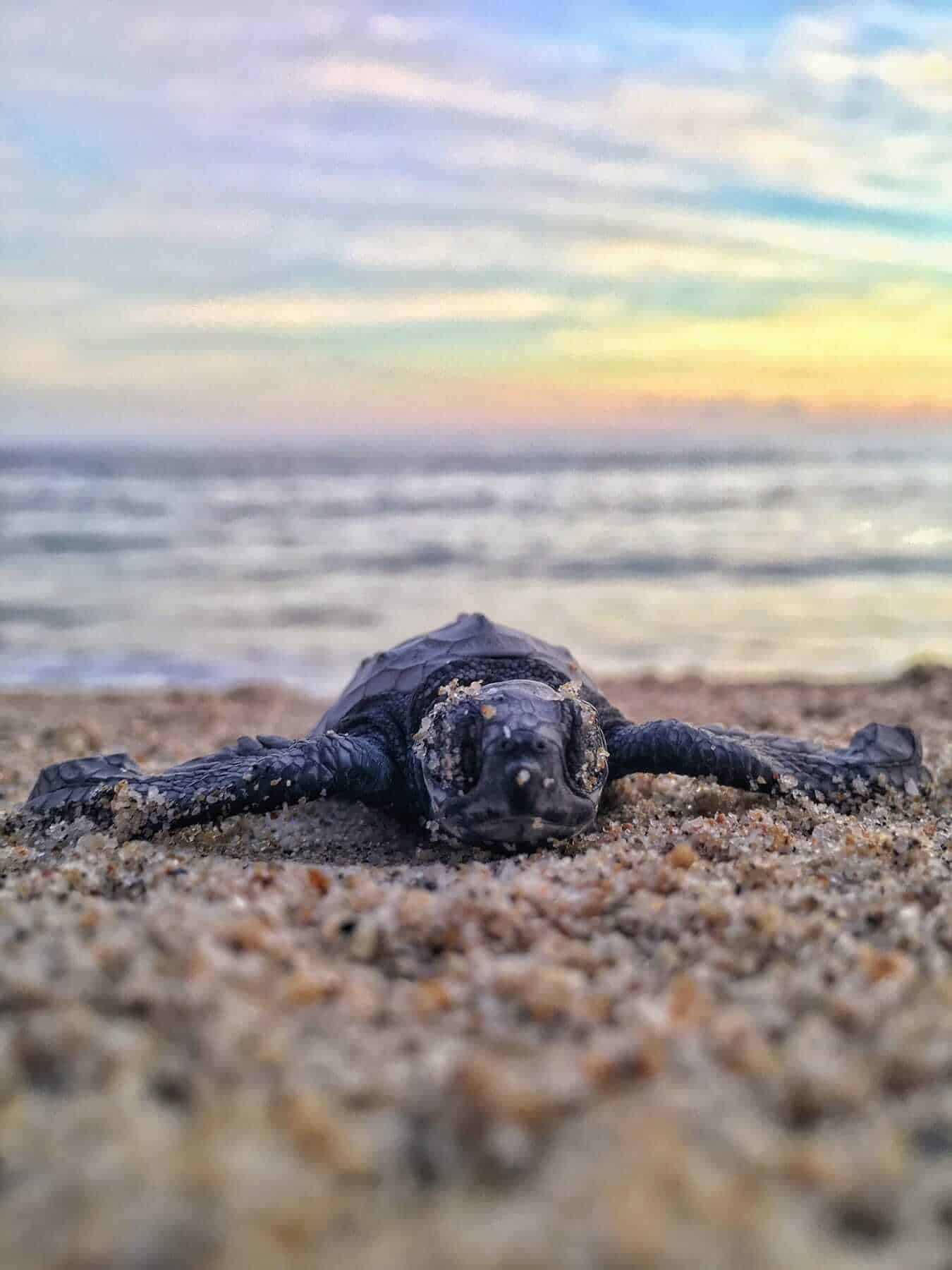 Turtles - Puerto Escondido